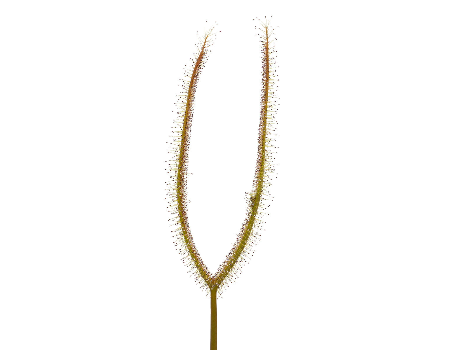 Drosera binata - yellow form