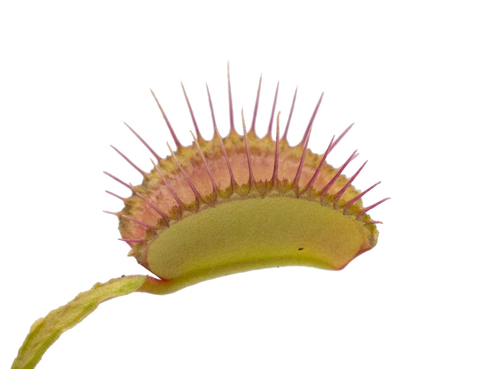 Dionaea muscipula - Schuppenstiel II