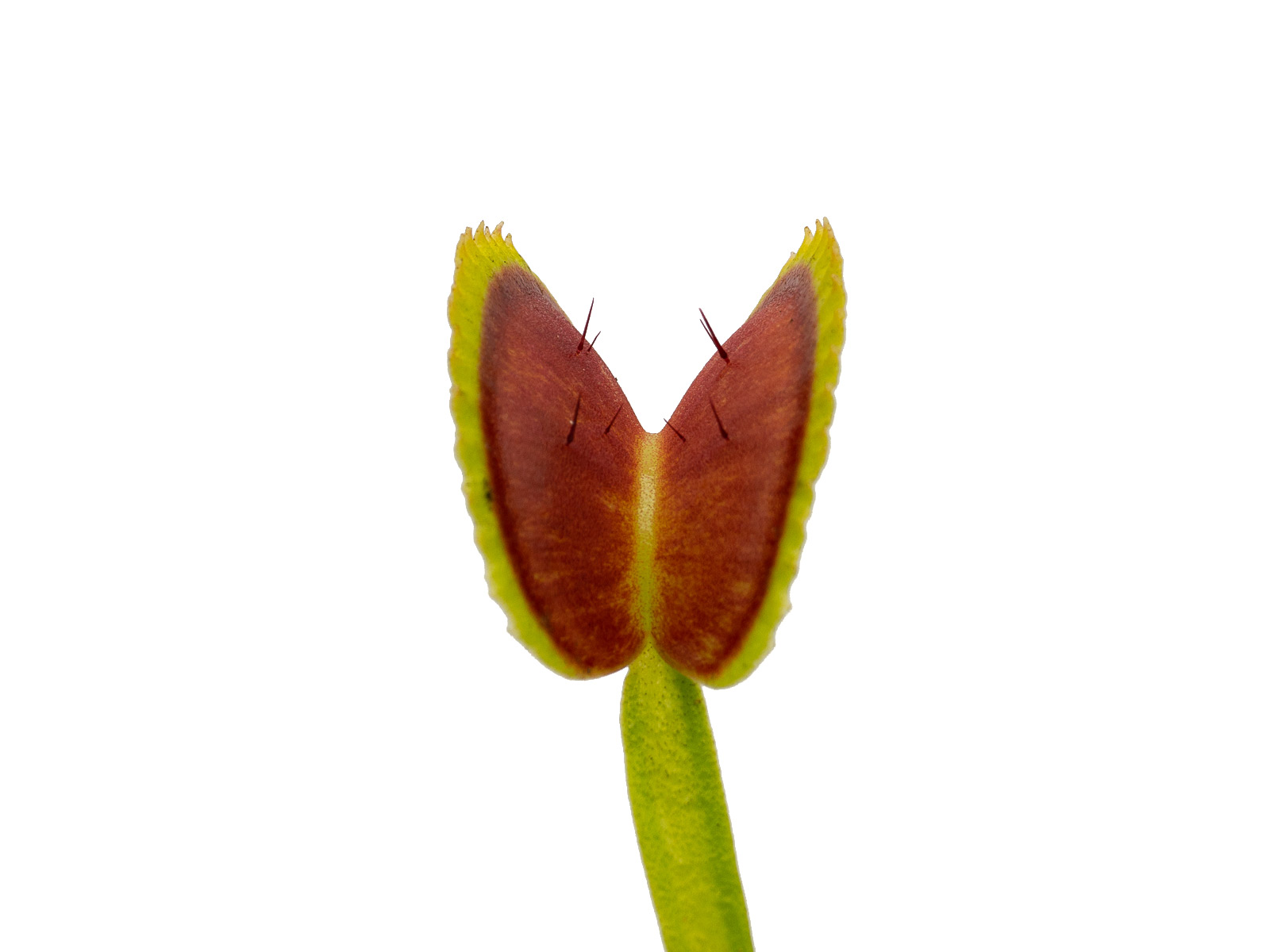 Dionaea muscipula - Clone X11