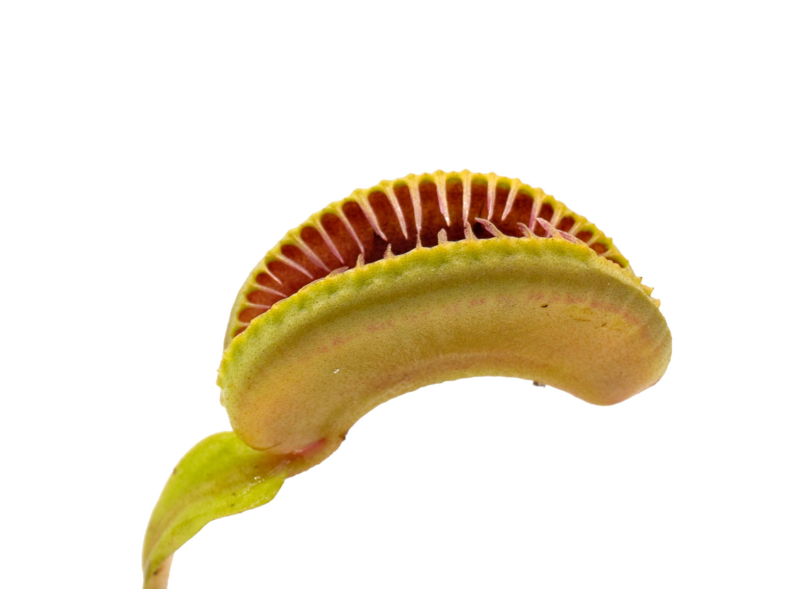 Dionaea muscipula - GJ Hellcat II