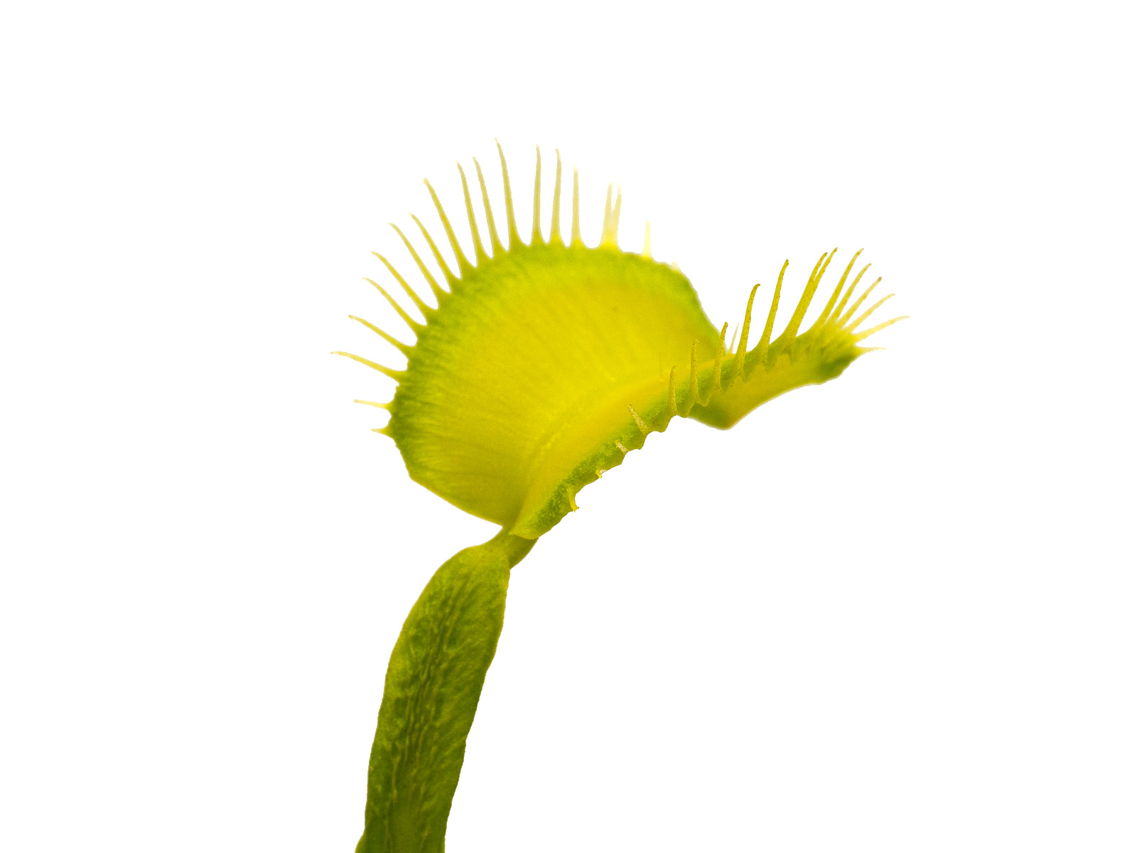 Dionaea muscipula - GJ Green Schuppenstiel