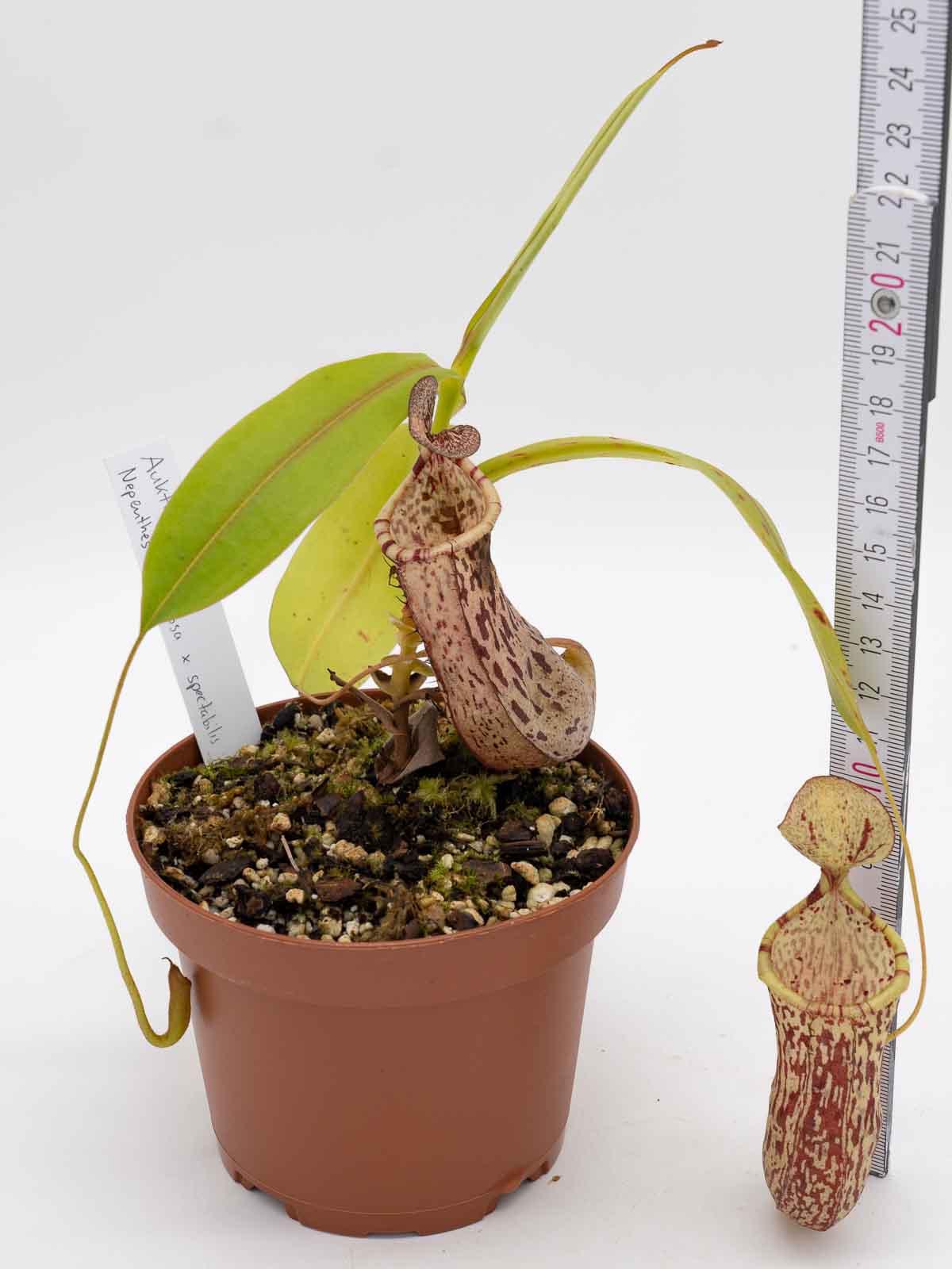 Auktion 021 - Nepenthes ventricosa x spectabilis, male