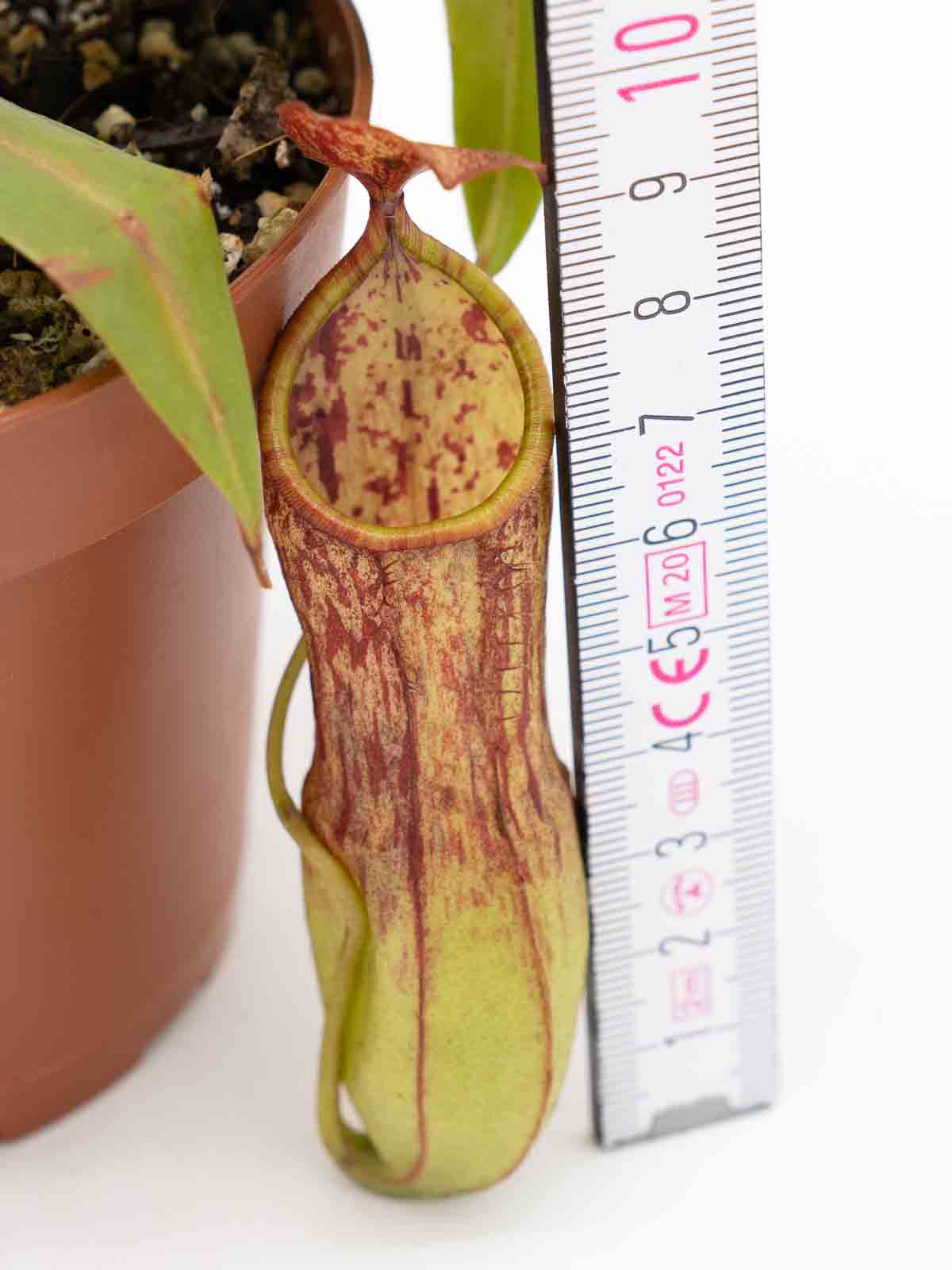Auktion 035 - Nepenthes pulchra Hybride, Kibalabag, Philippinen