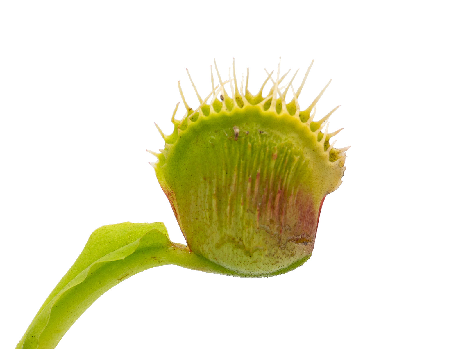 Dionaea muscipula - GJ Explosion