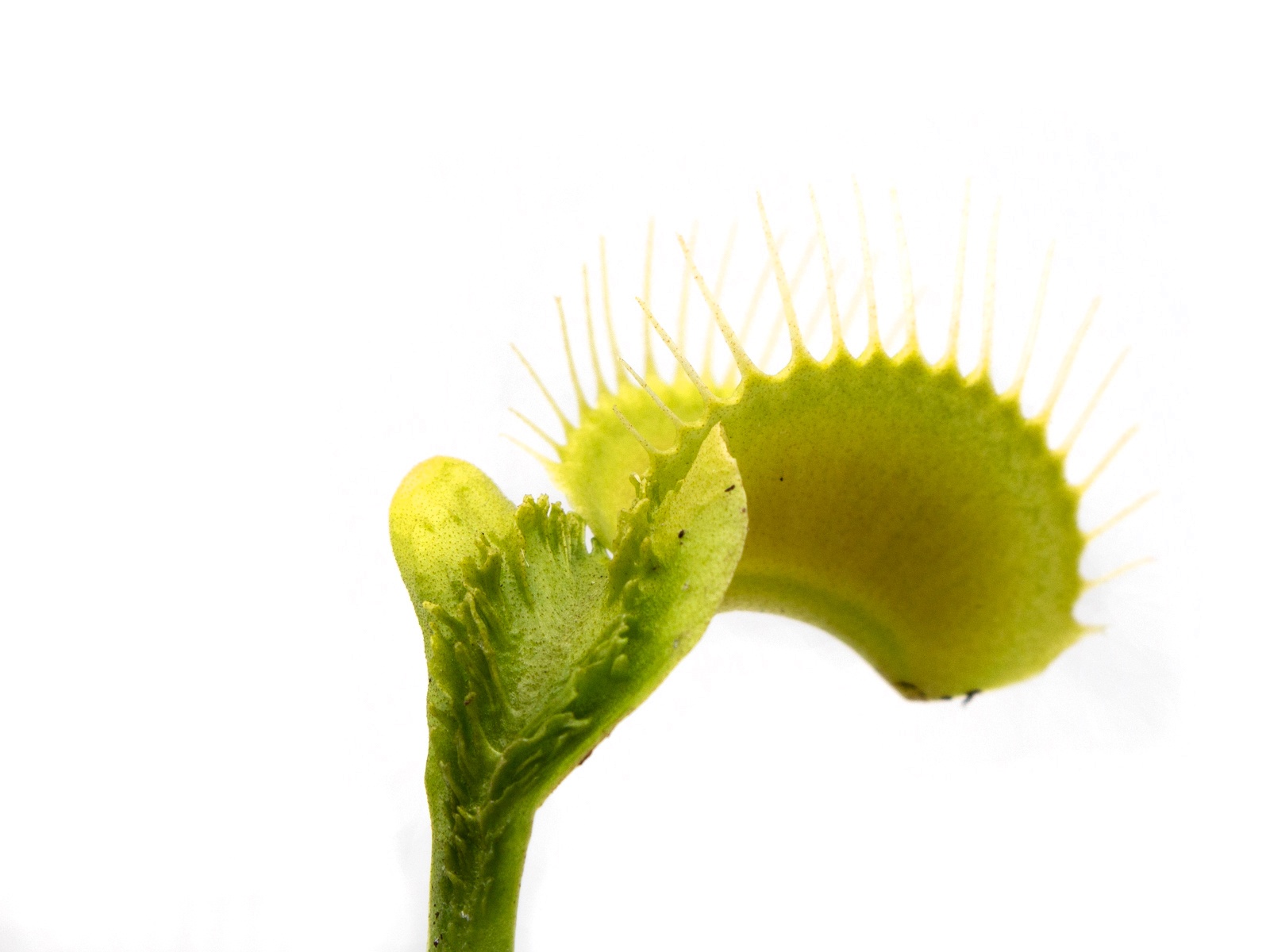 Dionaea muscipula - Trichterfalle