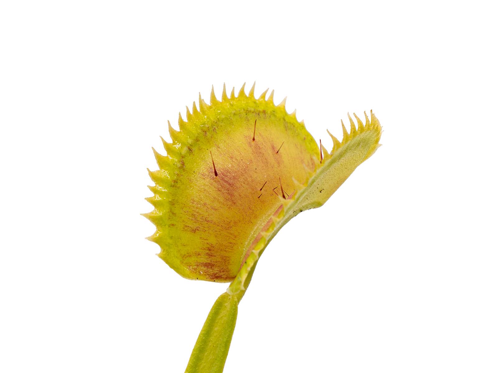 Dionaea muscipula - Tiger Teeth