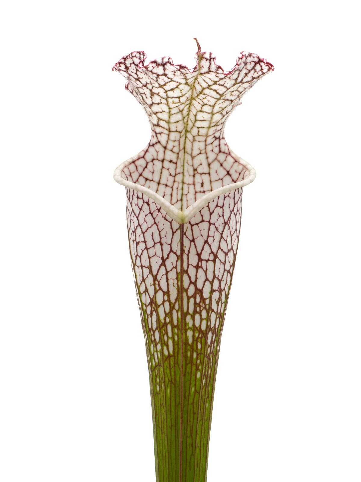 Sarracenia leucophylla - MK L133A, Splinter Hill, Perdido, Baldwin County, Alabama