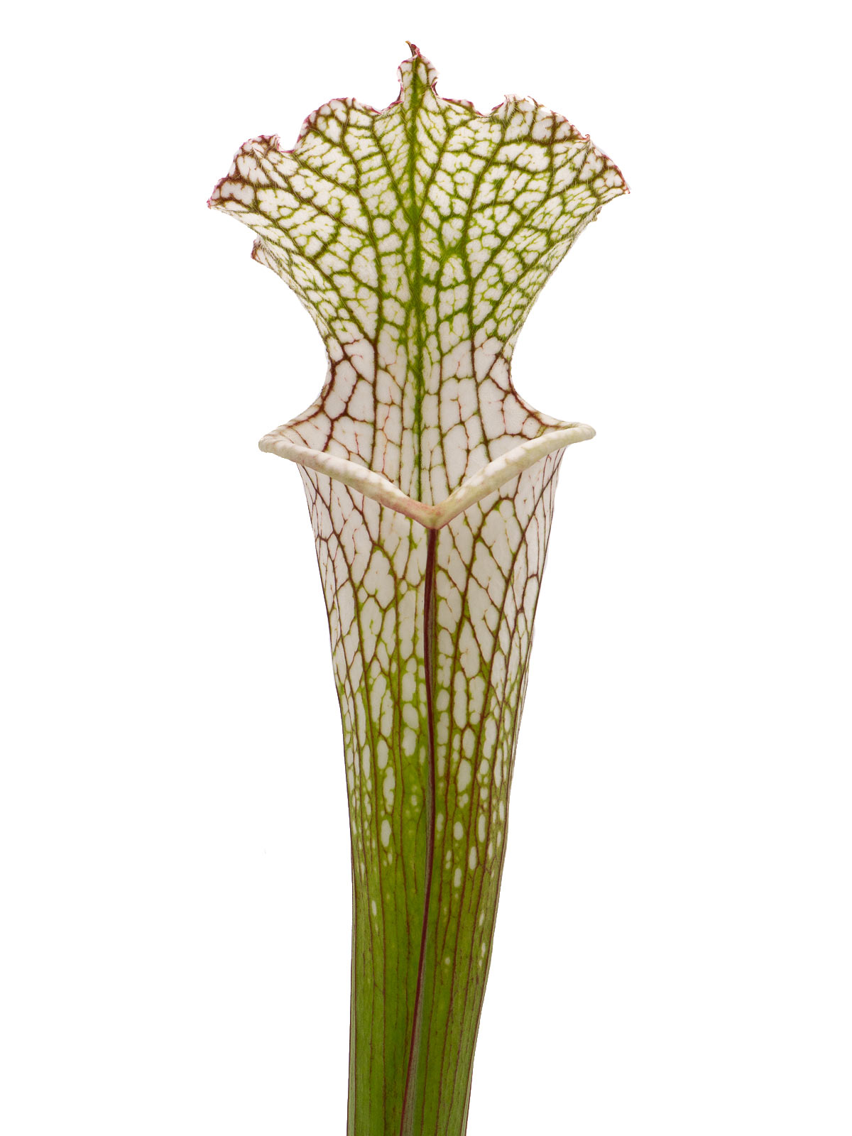 Sarracenia leucophylla - Dr. Eberhad König, Clone A