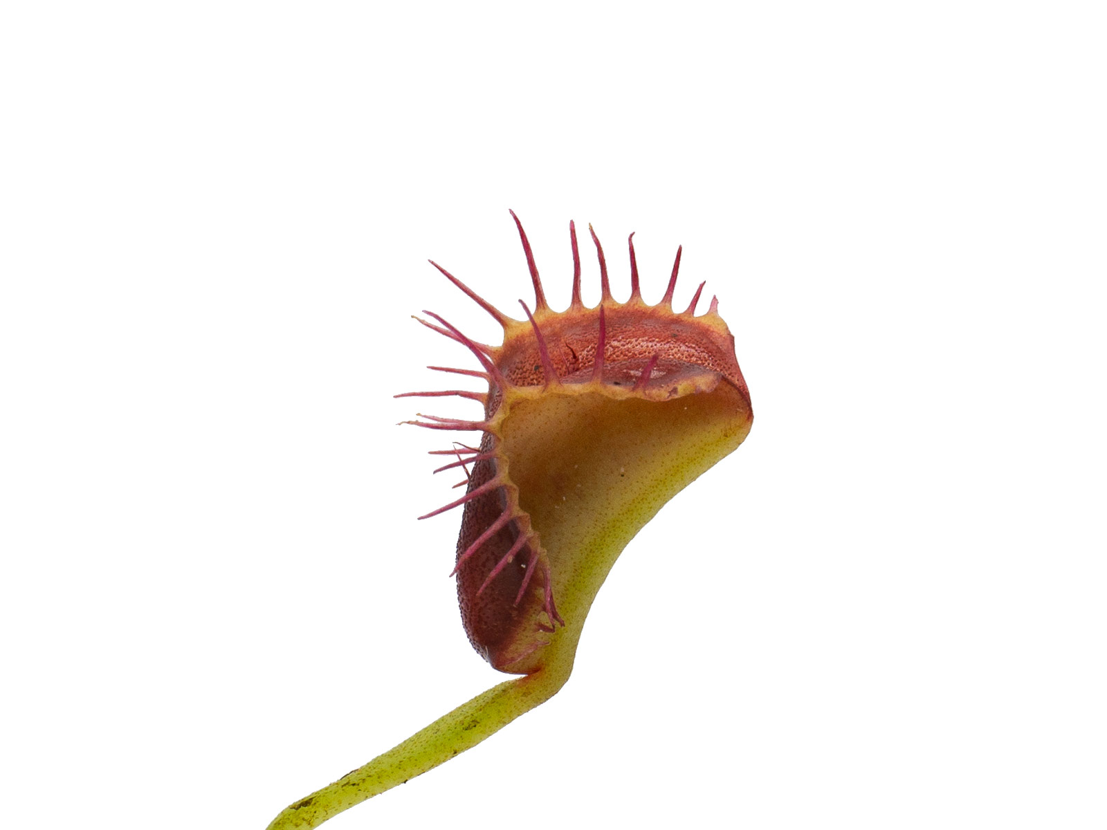 Dionaea muscipula - GJ Quasimodo