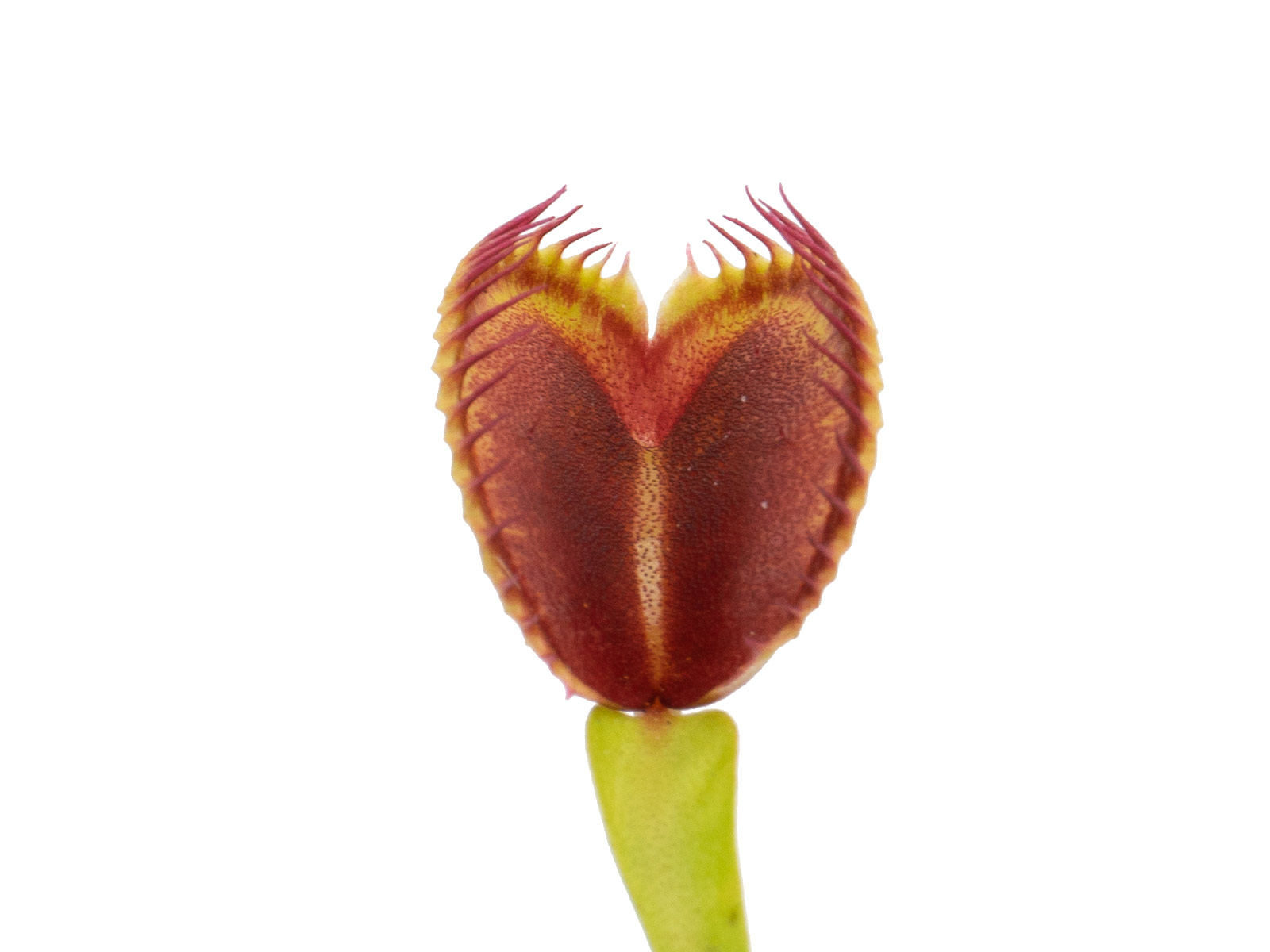 Dionaea muscipula - GJ Pluto