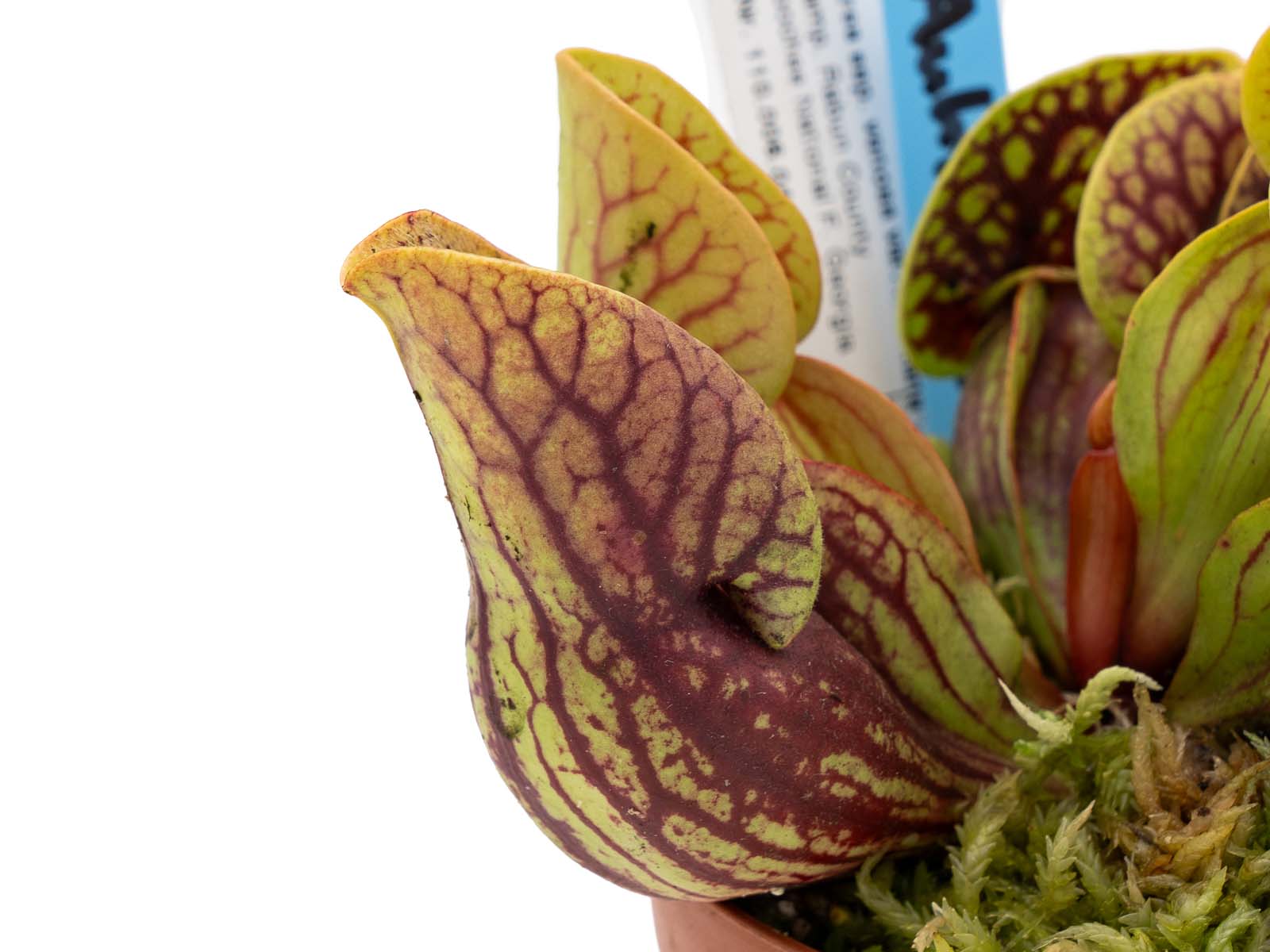 Auktion 058 - Sarracenia purpurea ssp. venosa var. montana