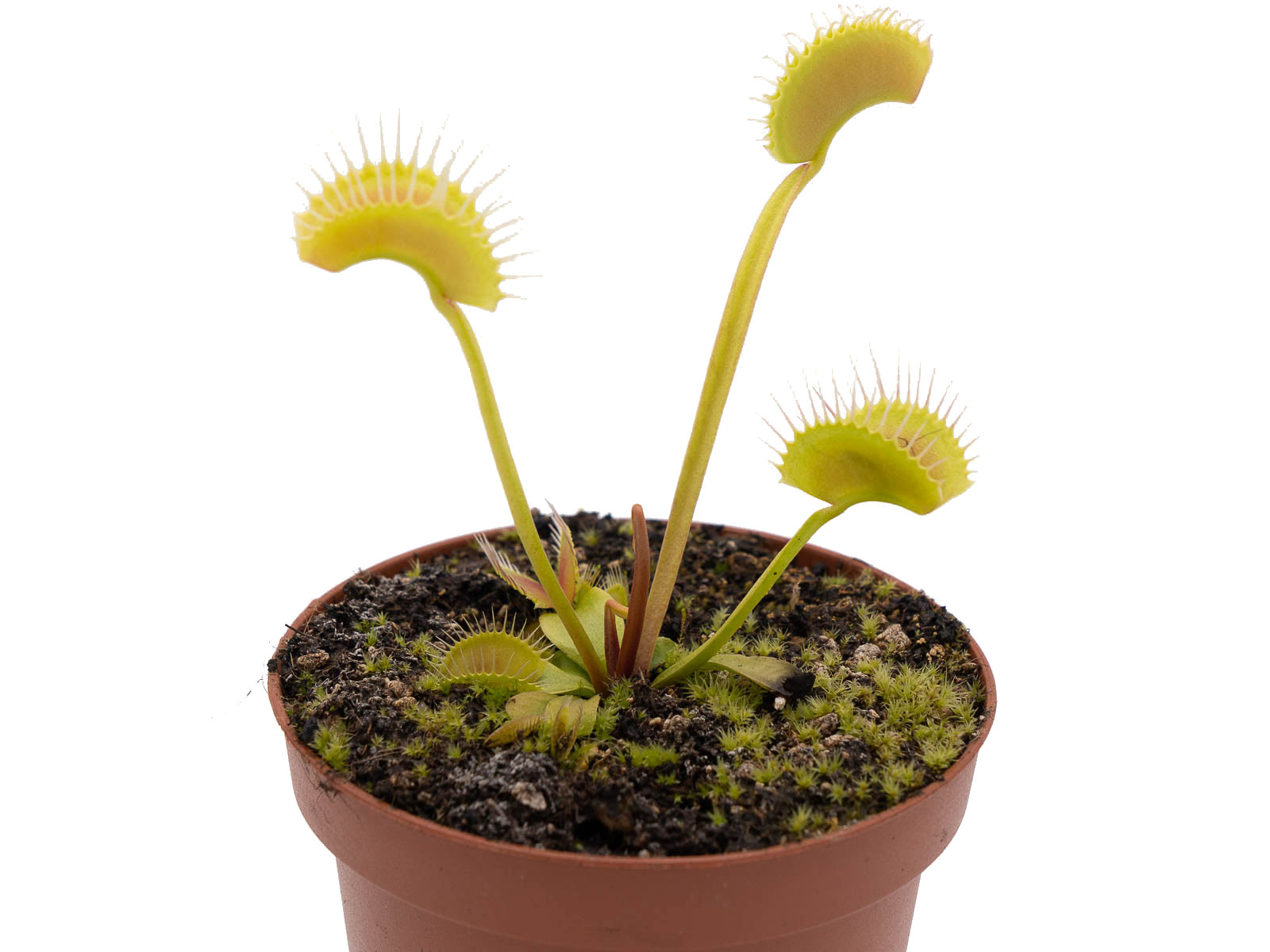 Dionaea muscipula - FTS Towering Giant