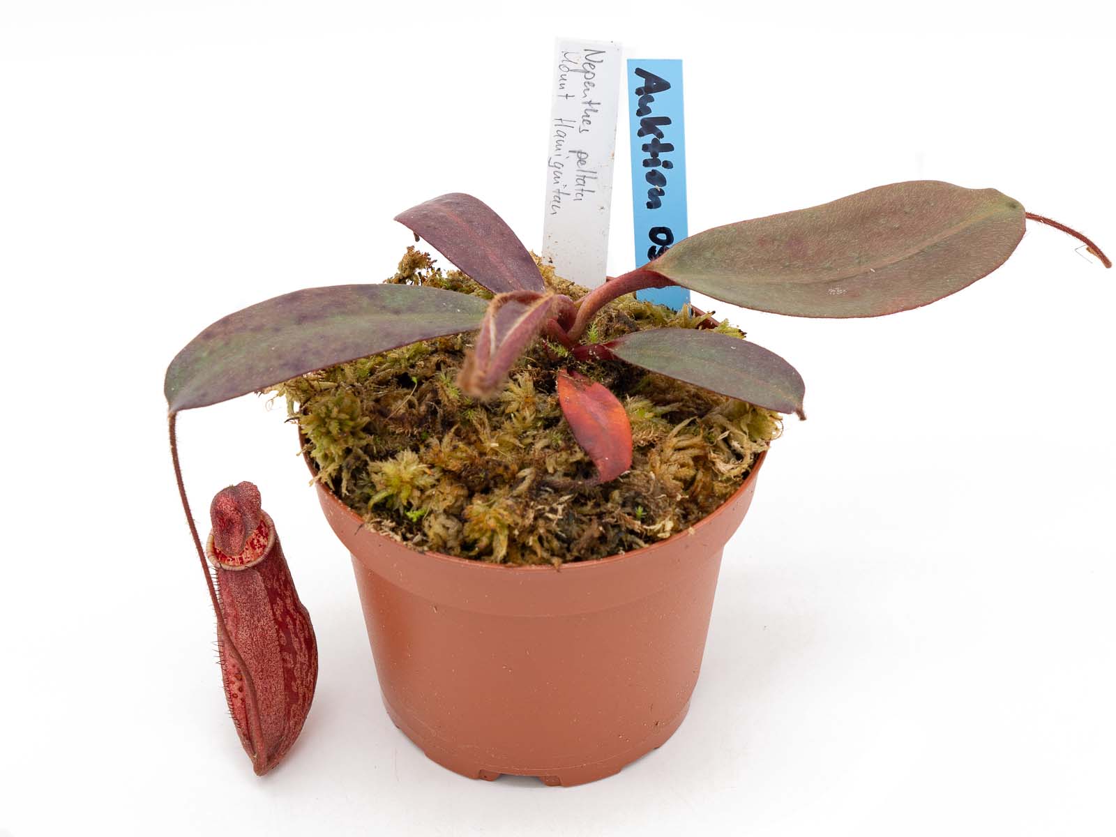 Auktion 056 - Nepenthes peltata