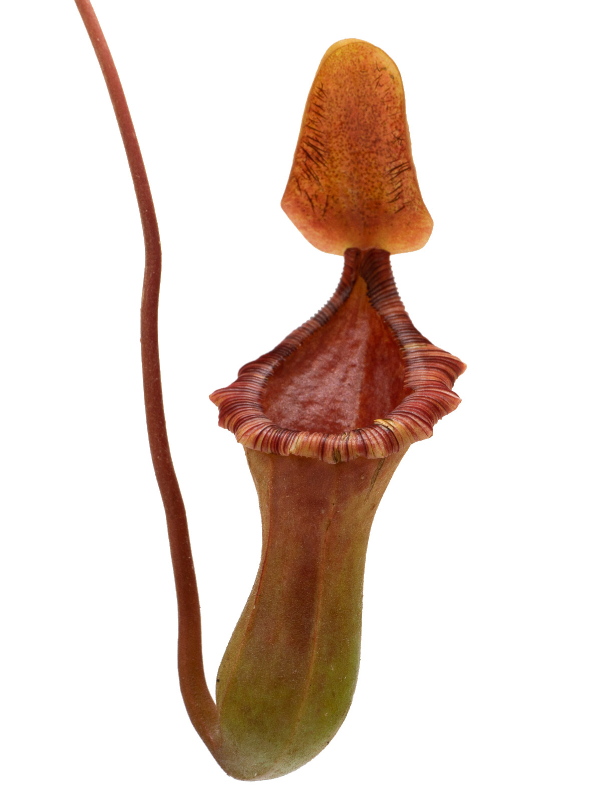 Nepenthes x briggsiana
