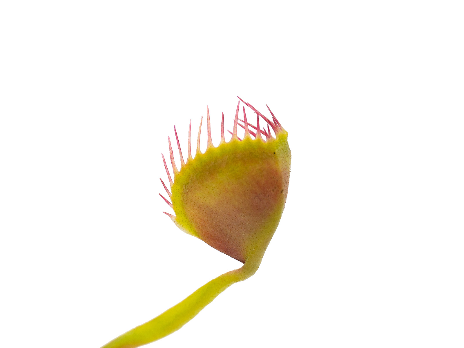 Dionaea muscipula - Cup Trap