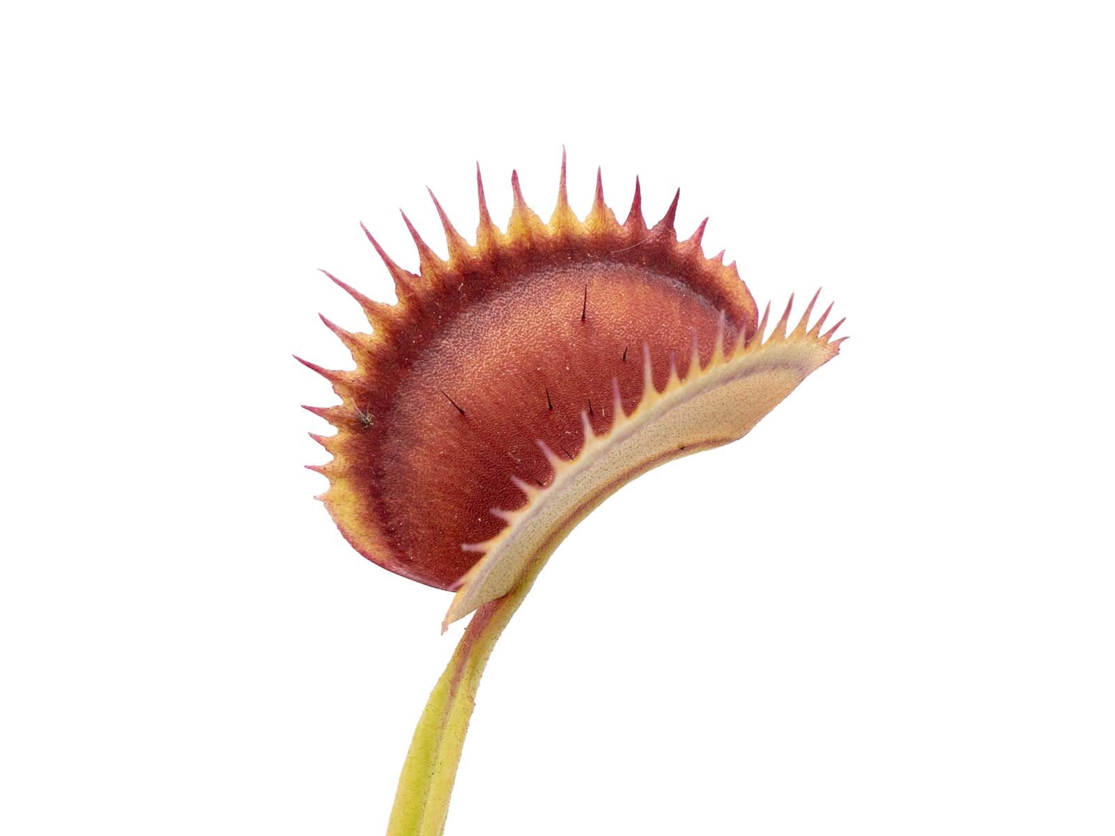 Dionaea muscipula - Spotty