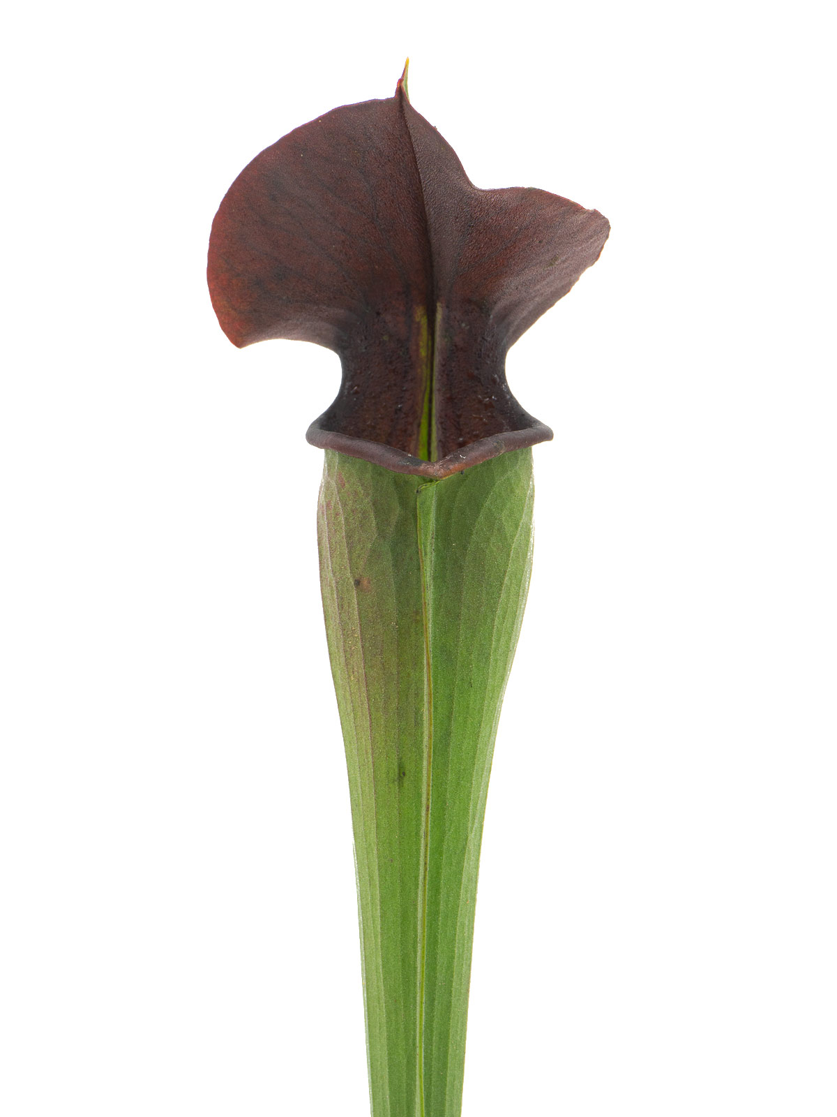 Sarracenia alata - MK A28, black tube, stocky pubescent, De Soto National Forest, Mississippi