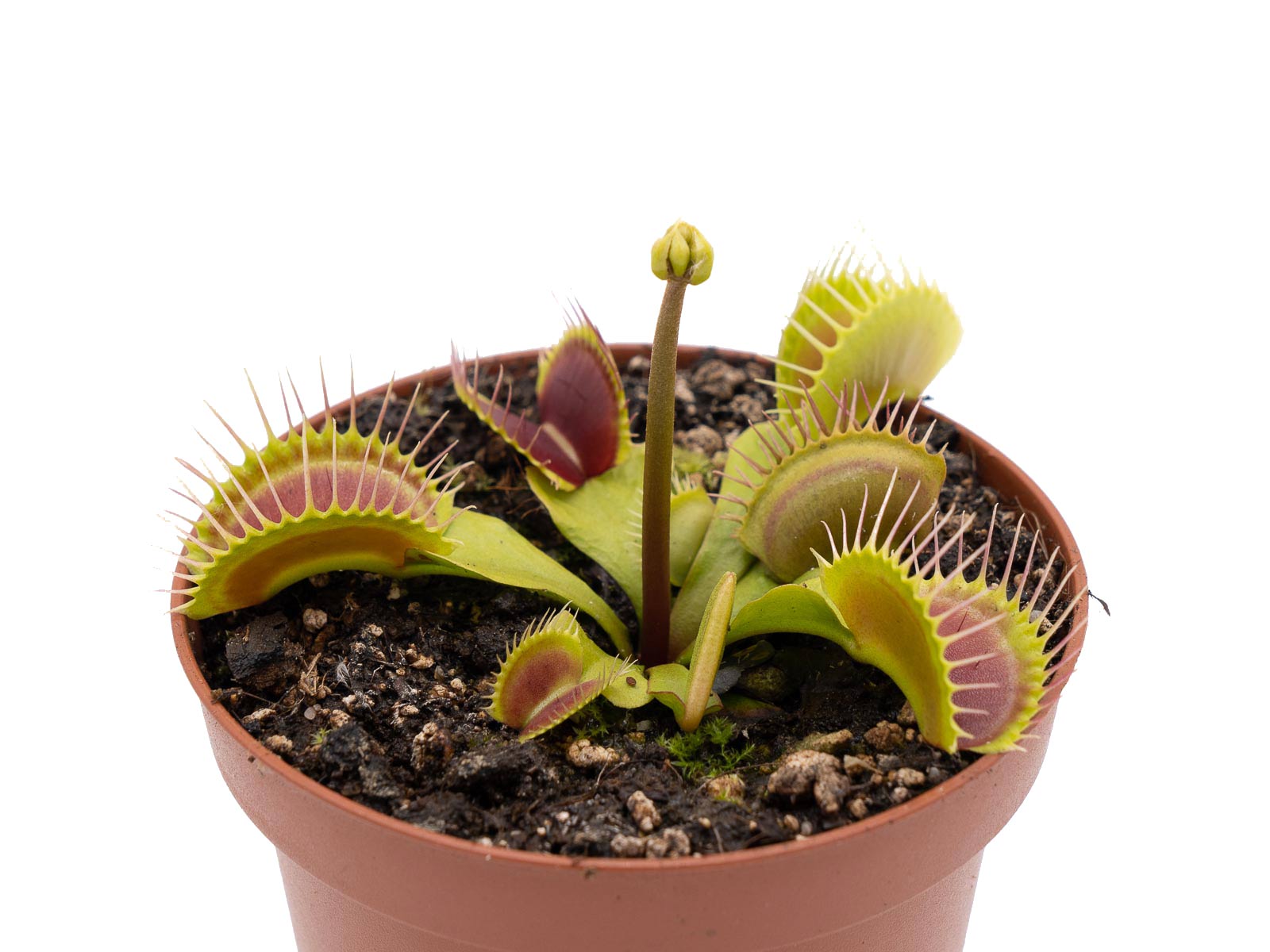 Dionaea muscipula - GJ Titanium