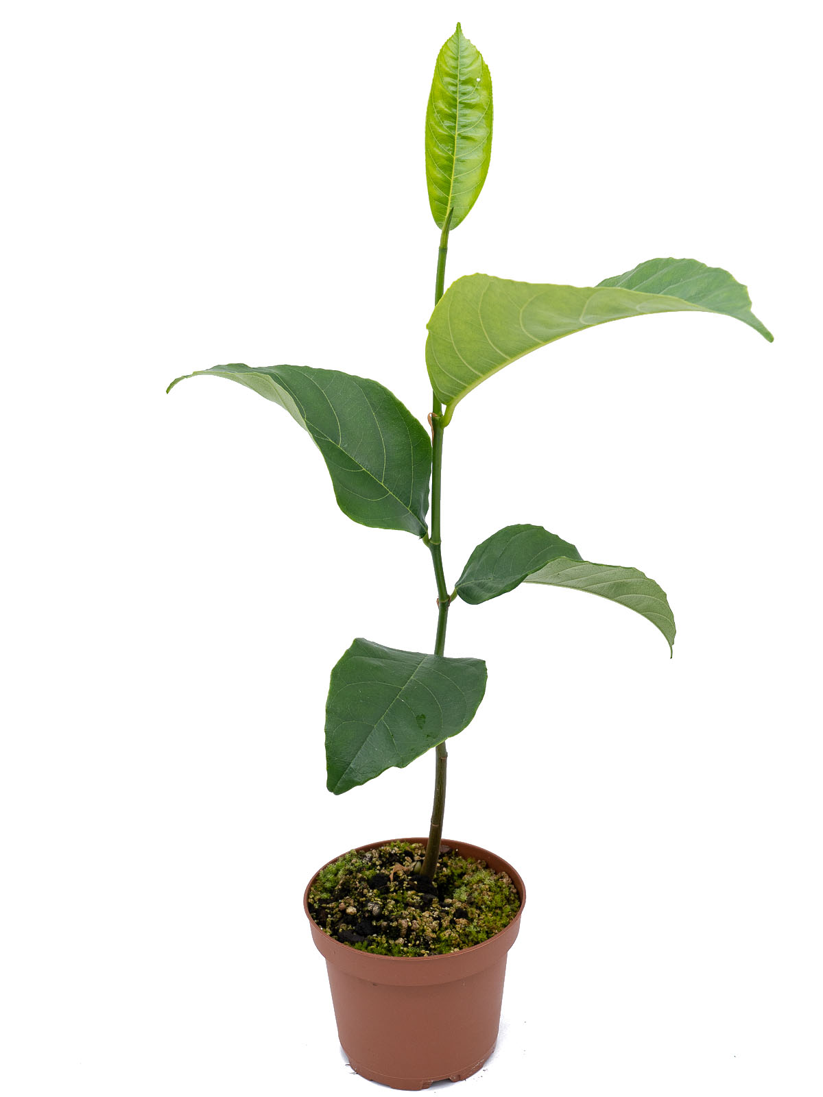 Artocarpus heterophyllus (Jackfruchtbaum)