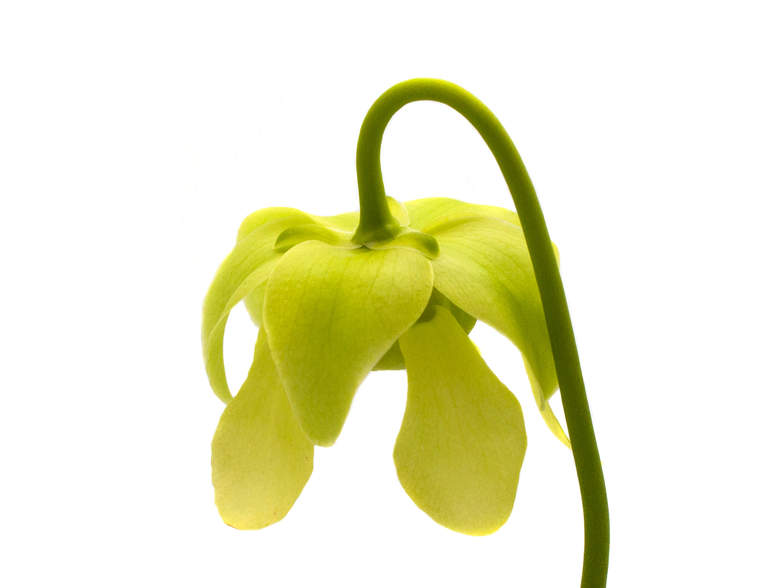 Sarracenia rubra ssp. gulfensis - MK RG01, green, anthocyanin free form, Yellow River, Florida