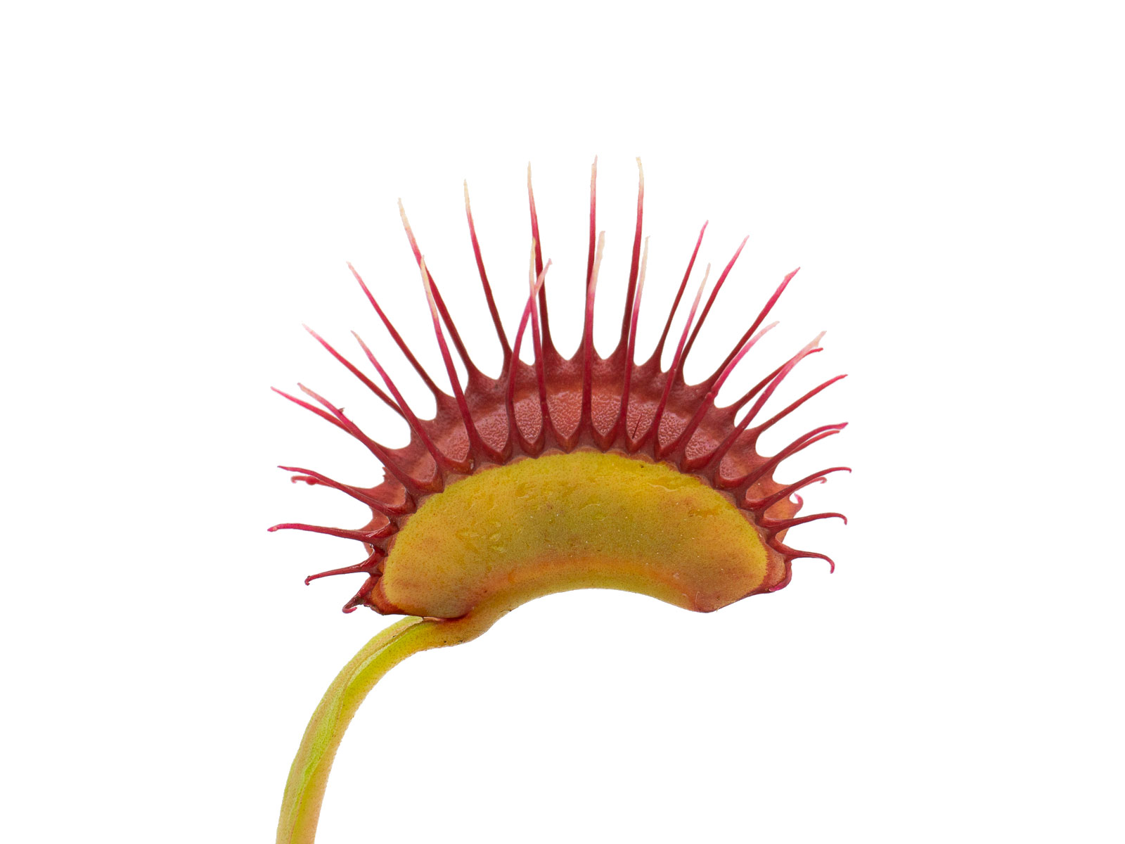 Dionaea muscipula - GJ Phalanx