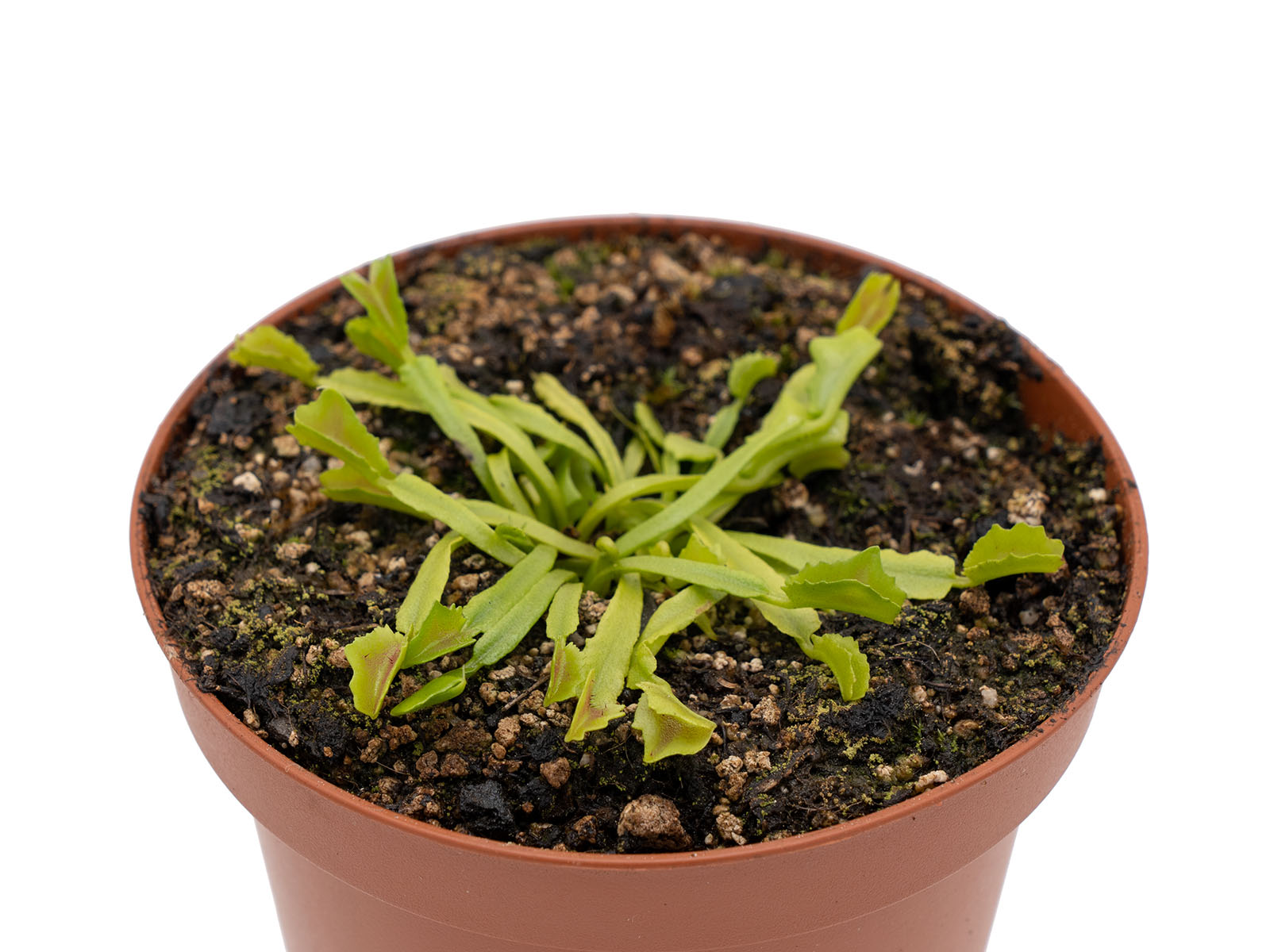 Dionaea muscipula - Mars