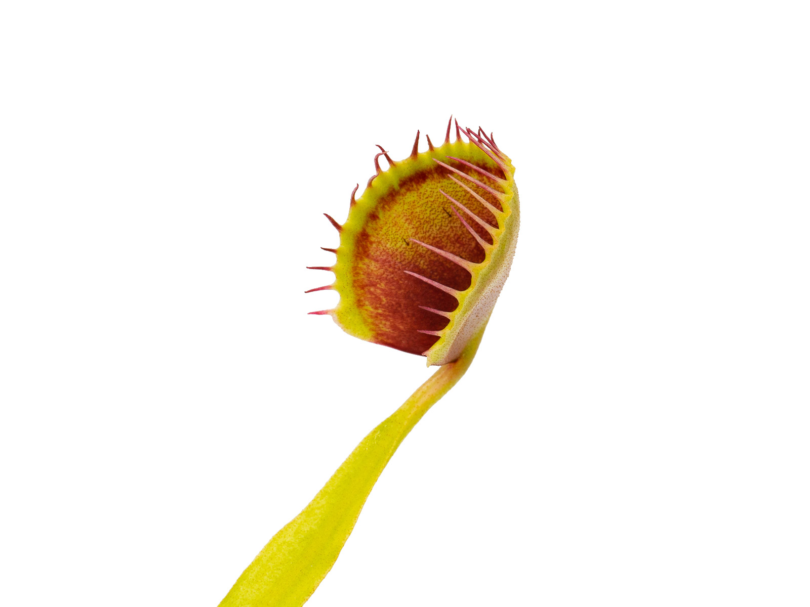 Dionaea muscipula - Cup Trap