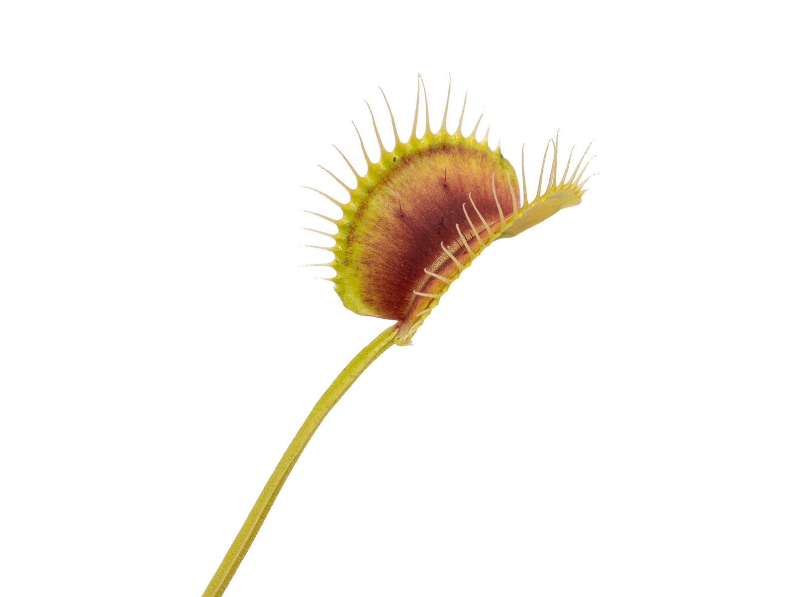 Dionaea muscipula - Giant Trap, Erect Form