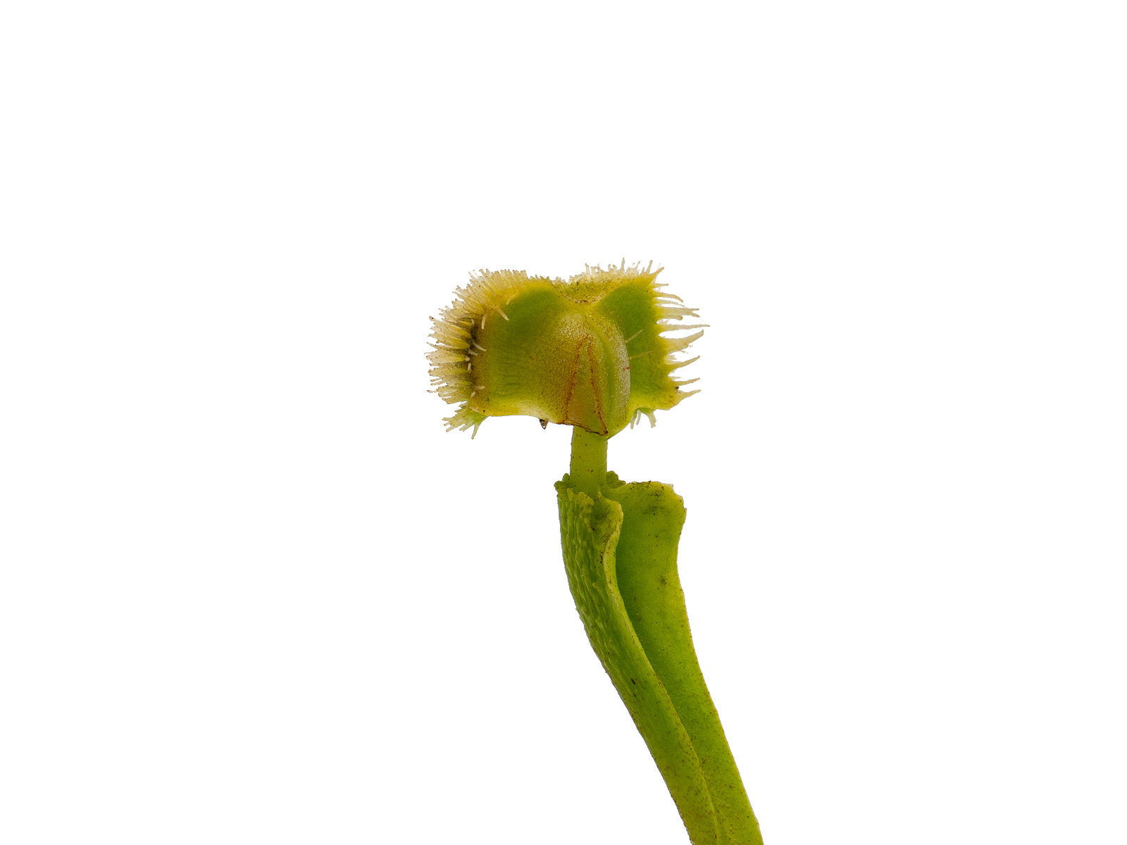 Dionaea muscipula - GJ Hedgehog